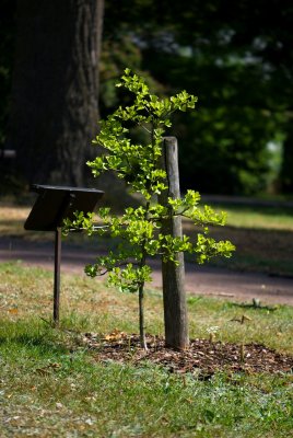 Ginkgo biloba 'Tubifolia' - jinan dvoulaločný - celek